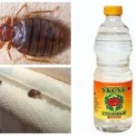 remedii populare pentru ploșnițe în apartament Cum sa scapi de bug-uri de pat