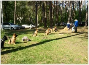 В началния курс на обучение на кучета послушание trennirovki основни умения