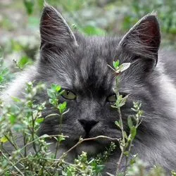 Trepidarea pisici (iarbă) - Totul despre pisici și pisici cu dragoste