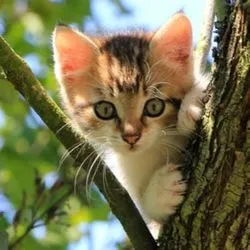 Trepidarea pisici (iarbă) - Totul despre pisici și pisici cu dragoste