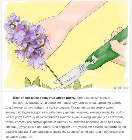 Am nevoie să tăiați după înflorire liliac