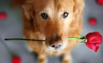 Áttekintés kutyafajta golden retriever típusú leírás, gondozás és fotó