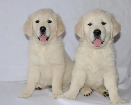 Áttekintés kutyafajta golden retriever típusú leírás, gondozás és fotó