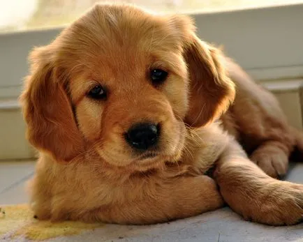 Áttekintés kutyafajta golden retriever típusú leírás, gondozás és fotó