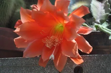 Epiphyllum - îngrijire la domiciliu, specii de Epiphyllum, fotografii