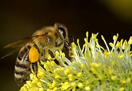 Ez a baj a méhek hogyan lehet menekülni egy méhraj és darazsak, yacenka
