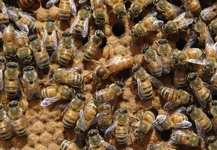 Este albine greșit cum să scape de la un roi de albine și viespi, yacenka