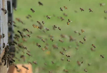 Ez a baj a méhek hogyan lehet menekülni egy méhraj és darazsak, yacenka