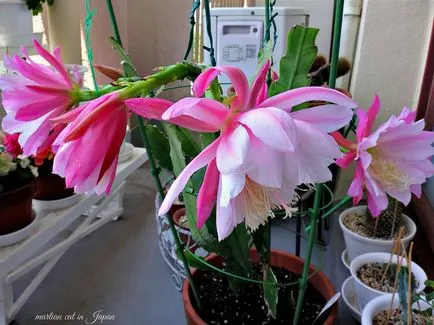 Epiphyllum - îngrijire la domiciliu, specii de Epiphyllum, fotografii