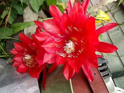 Epiphyllum - îngrijire la domiciliu, specii de Epiphyllum, fotografii