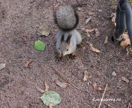 Yelagin Island Szentpéterváron - a park és a látványosságok