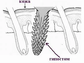 За кърлежи