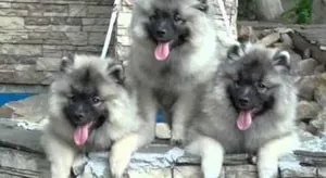 Descriere Keeshond caine rasa (germană Wolfspitz) recenzii, proprietarii și fotografii