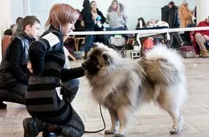 Keeshond kutyafajta leírása (német Wolfspitz) áttekinti a tulajdonosok és fotók