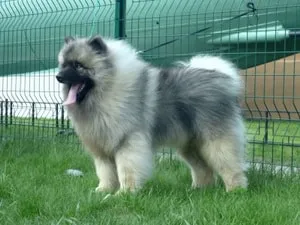 Keeshond kutyafajta leírása (német Wolfspitz) áttekinti a tulajdonosok és fotók