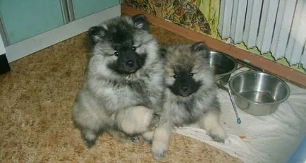 Keeshond kutyafajta leírása (német Wolfspitz) áttekinti a tulajdonosok és fotók