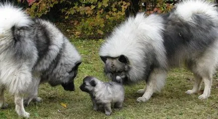 Keeshond kutyafajta leírása (német Wolfspitz) áttekinti a tulajdonosok és fotók