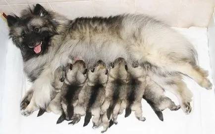 Descriere Keeshond caine rasa (germană Wolfspitz) recenzii, proprietarii și fotografii