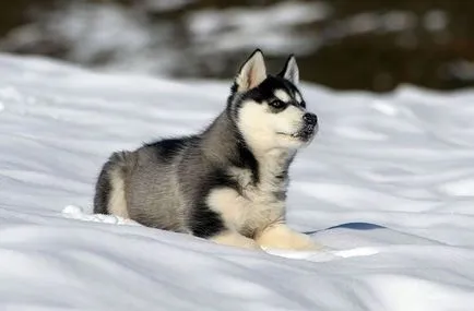 Descrierea câinelui Husky Siberian, cei mai buni prieteni