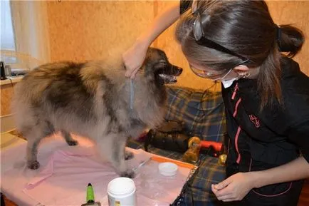 Descriere Keeshond caine rasa (germană Wolfspitz) recenzii, proprietarii și fotografii