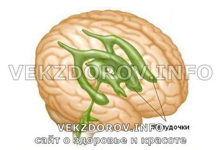 A különböző formái hydrocephalus felnőttek osztályozás és prognózis