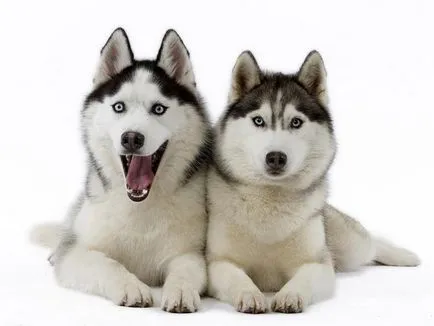 Descrierea câinelui Husky Siberian, cei mai buni prieteni