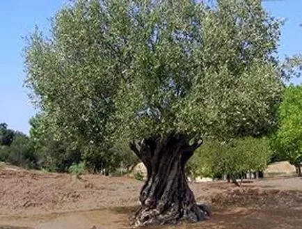 Olive Tree - arbore interior cumpărat în Internet-magazin Mandarin