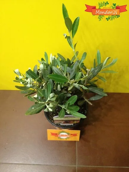 Olive Tree - arbore interior cumpărat în Internet-magazin Mandarin