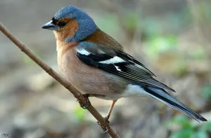 Caracteristici Finch ordinare - se pare că, în cazul în care trăiește ca o pasăre mănâncă