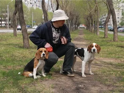 Principalele caracteristici ale rasei Hound estonă