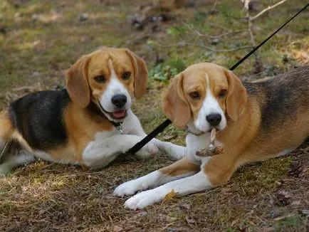 Principalele caracteristici ale rasei Hound estonă