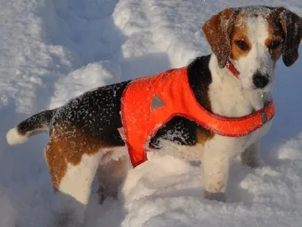 Principalele caracteristici ale rasei Hound estonă