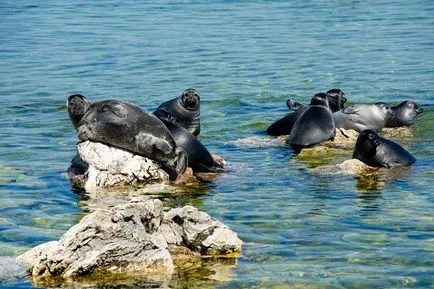 Lacul Baikal, știri fotografie