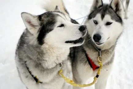 Răspunsuri la întrebări frecvente despre Husky Siberian