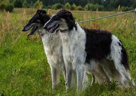 Лов и риболов - лов породи кучета