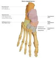 Törés a patahenger csont - Causes, tünetek és kezelés