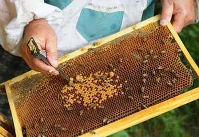 Méh kenyér (pollen), valamint a gyógyszeripar az annak alapján