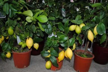 Трансплантация на лимона правила и препоръки за дома