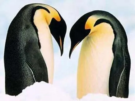 Penguins), animale de companie