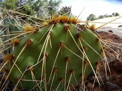 De ce spini cactus