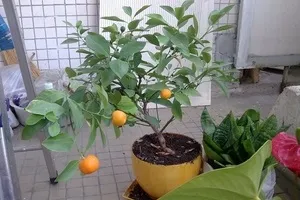 De ce nu a plantelor Mandarin fructe magice