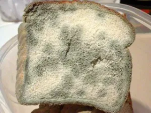 Miért lehetetlen eltávolítani a penész a kenyér, ha nem tudja