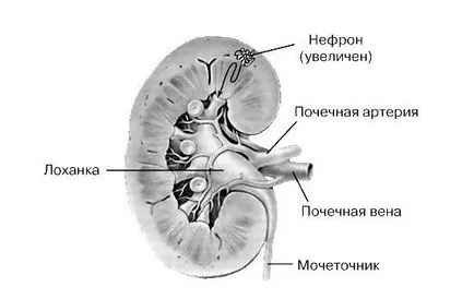 Insuficiența renală la copii simptome (acute și cronice), cauze si tratament