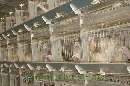 Densitatea aterizării păsărilor de curte în celule