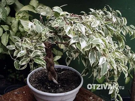 Защо Ficus Бенджамин не расте