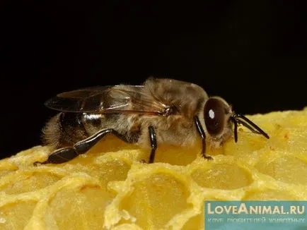 De ce albinele fac miere