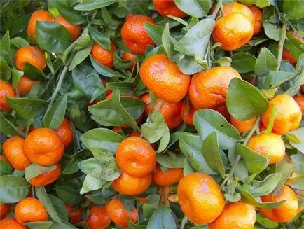 De ce tangerine acasă (în creștere pe un pervaz în ghivece), amar, acru