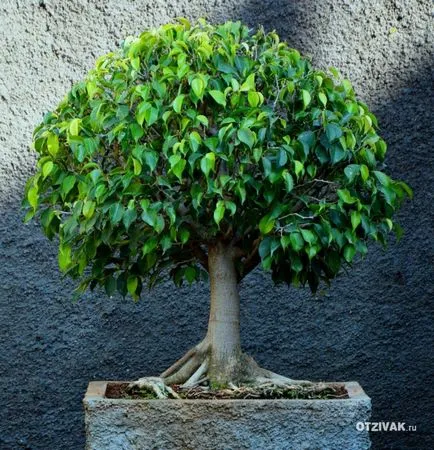 Защо Ficus Бенджамин не расте