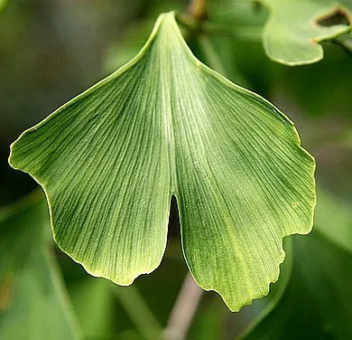 Proprietăți utile de ginkgo biloba