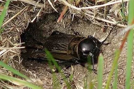 Domeniul de cricket fotografii de insecte si descriere - fauna